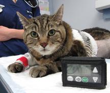 Cat with diabetes having blood glucose checked using the latest wireless and cat-friendly technology - RVC clinical trial